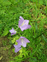 Campanule  feuilles de pcher - Campanula persicifolia